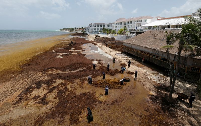 As Seaweed Piles Up, Caribbean Bets On Boats, Barriers And Biofuel photo