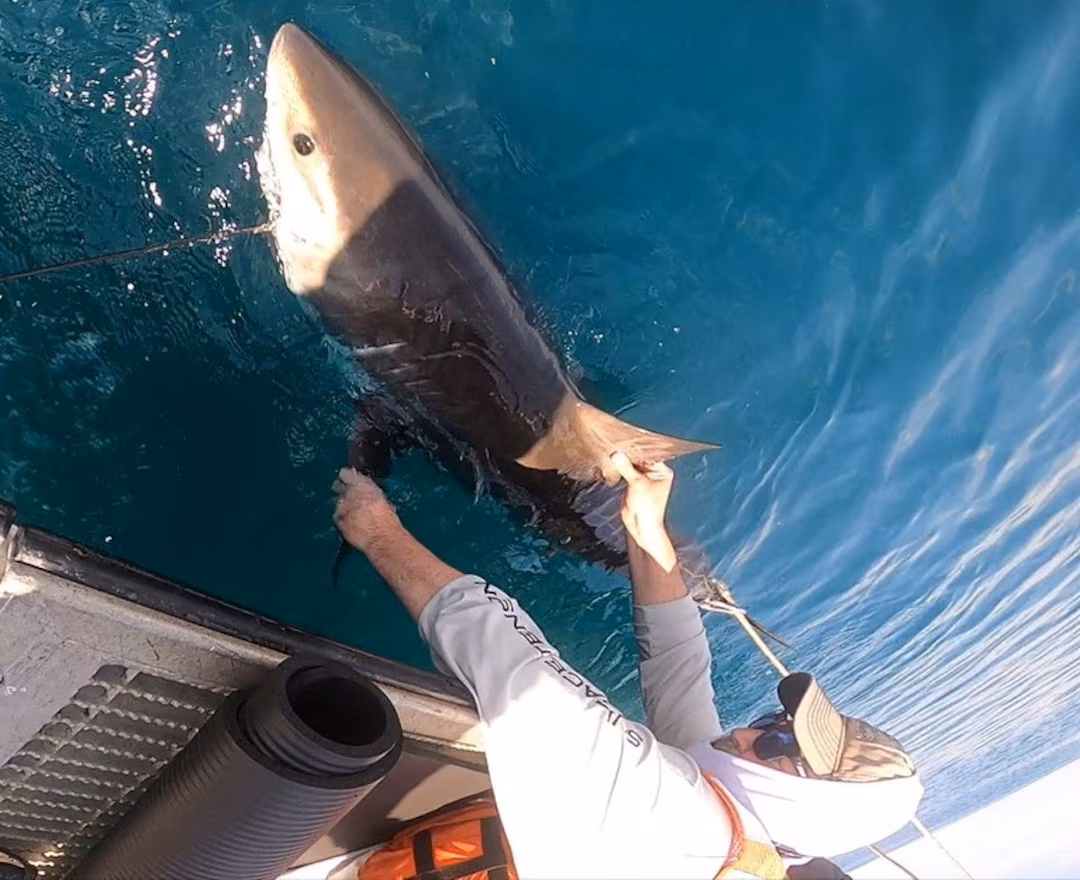 Scientists Turn To Sharks To Improve Hurricane Predictions photo