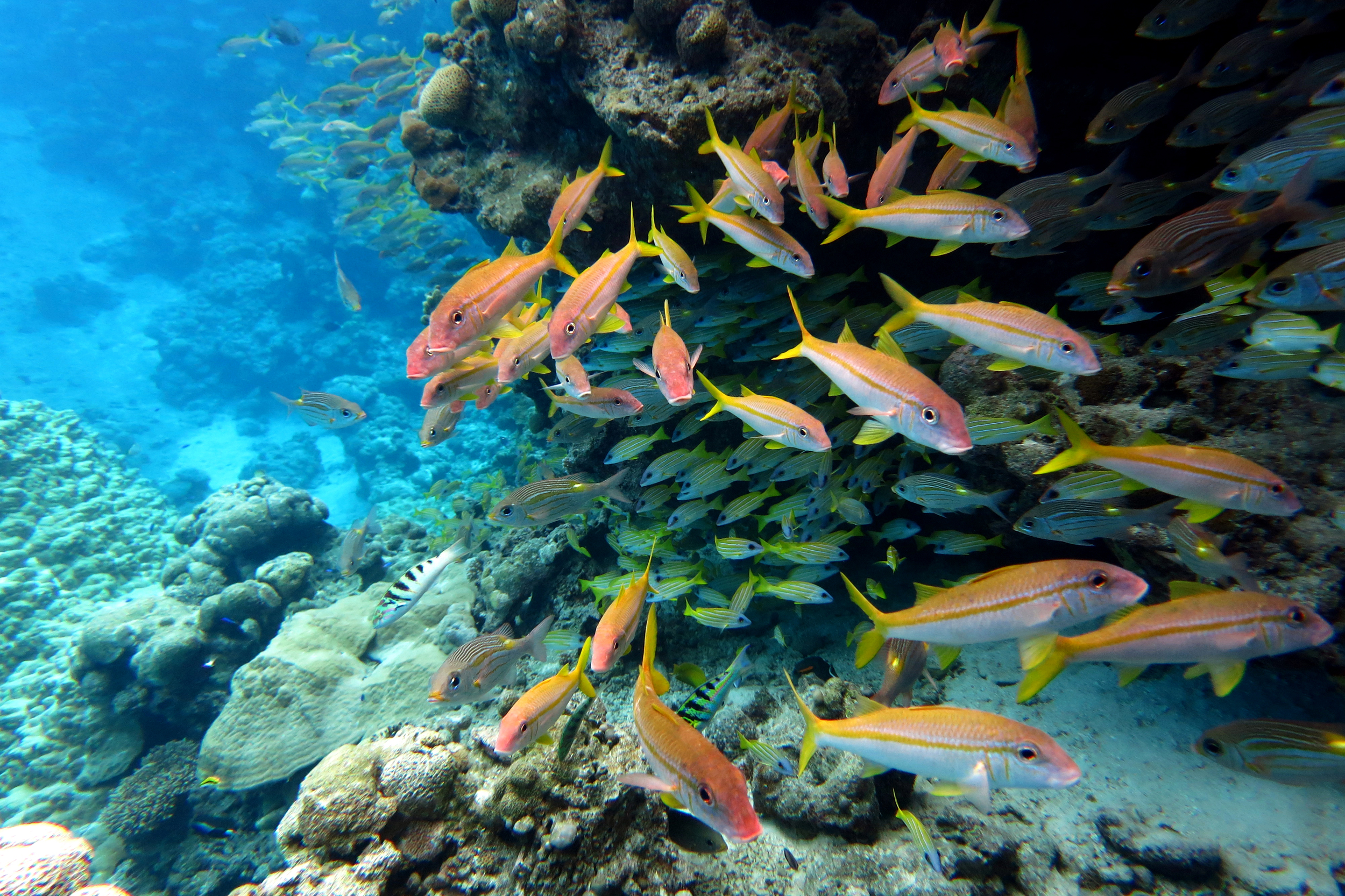Trump Administration Moves Closer to Pacific Seabed Mining Lease Sale photo