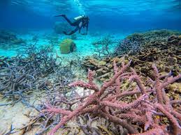 Recent Breakthroughs Bring Renewed Hope for Great Barrier Reef