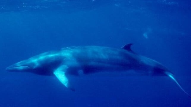 U.S.-Backed Study on Whale Hearing Suspended After Whale's Death