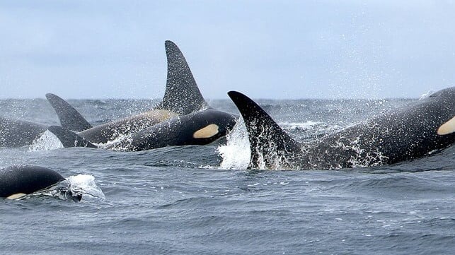 NGO Plans to Sue Over Spike in Orca Deaths in Bering Sea Trawl Fisheries