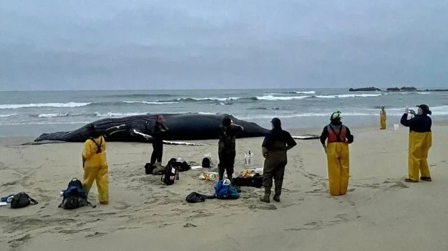 West Coast's "Most Popular Whale" Killed by Ship Strike