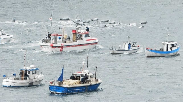 Faroe Islands to Regulate Annual Dolphin Hunt After Outcry