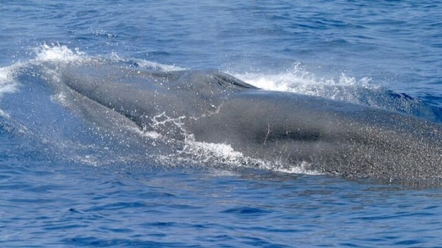 After Losing Lawsuit Over Whale-Protection Rules, BOEM Delays Lease Sale