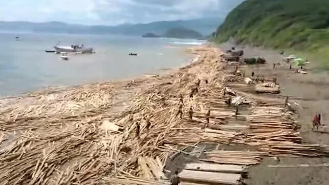 Lumber Cargo Litters Shore After Falling from Cargo Ship