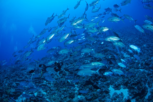 Ecologists are concerned about the depletion of tuna populations in the Indian Ocean